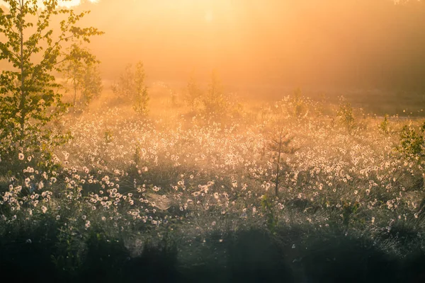 Uma Bela Paisagem Pântano Cheio Flores Algodão Grama Manhã Cenário — Fotografia de Stock