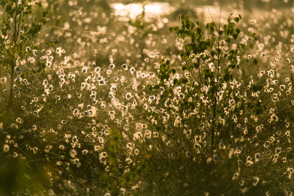 Cottongrass 花の完全な美しい沼風景 ラトビア 北ヨーロッパの湿地の春の風景 — ストック写真