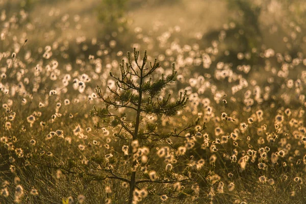 Cottongrass 花の完全な美しい沼風景 ラトビア 北ヨーロッパの湿地の春の風景 — ストック写真