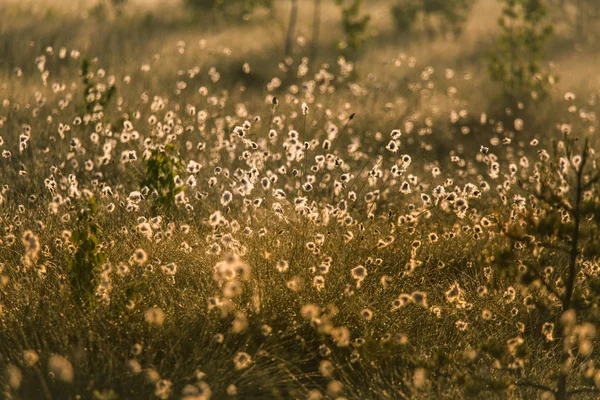 Hermoso Paisaje Pantanoso Lleno Flores Hierba Algodón Mañana Paisaje Primaveral — Foto de Stock