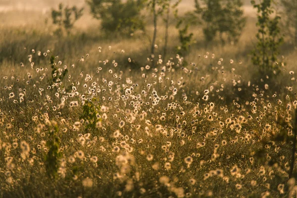Ένα Όμορφο Βάλτο Τοπίο Γεμάτο Λουλούδια Cottongrass Πρωί Τοπίο Την — Φωτογραφία Αρχείου