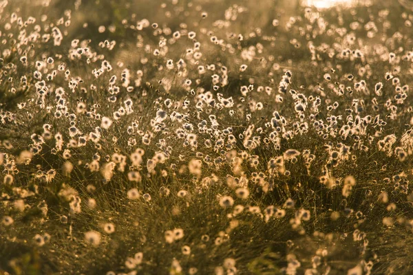 Krajobraz Piękny Bagna Pełne Kwiatów Wąskolistna Rano Wiosenne Dekoracje Terenów — Zdjęcie stockowe