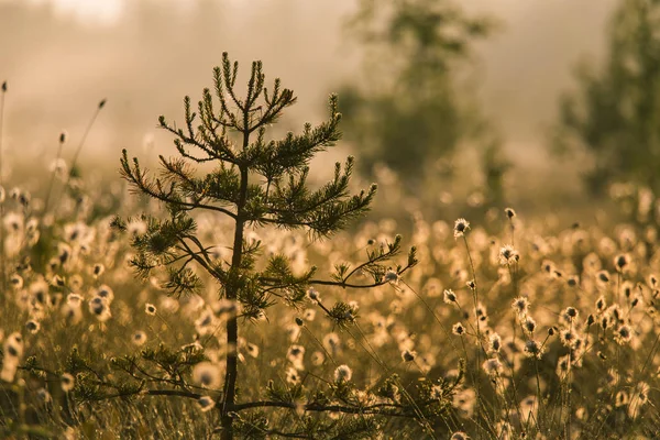 Krajobraz Piękny Bagna Pełne Kwiatów Wąskolistna Rano Wiosenne Dekoracje Terenów — Zdjęcie stockowe
