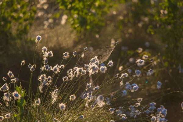 Eine Wunderschöne Sumpflandschaft Voller Baumwollgras Blumen Morgen Frühlingslandschaft Der Feuchtgebiete — Stockfoto