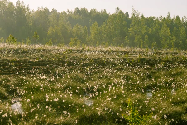 Uma Bela Paisagem Pântano Cheio Flores Algodão Grama Manhã Cenário — Fotografia de Stock