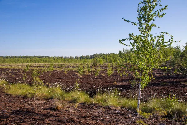 Hermoso Paisaje Pantanoso Lleno Flores Hierba Algodón Mañana Paisaje Primaveral — Foto de Stock