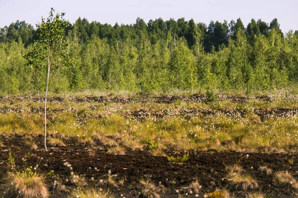 Hermoso Paisaje Pantanoso Lleno Flores Hierba Algodón Mañana Paisaje Primaveral — Foto de Stock