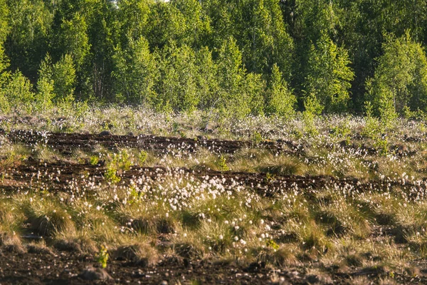 Hermoso Paisaje Pantanoso Lleno Flores Hierba Algodón Mañana Paisaje Primaveral — Foto de Stock