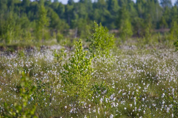 Uma Bela Paisagem Pântano Cheio Flores Algodão Grama Manhã Cenário — Fotografia de Stock