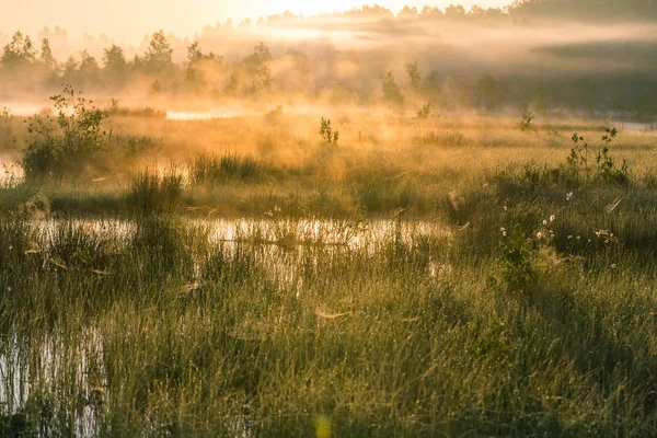 ラトビア 北ヨーロッパで早春の朝 日の出の間美しい沼の風景 — ストック写真