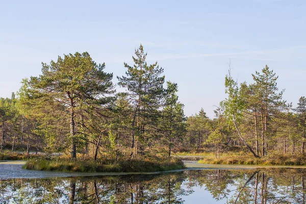 Een Mooie Moeras Landschap Tijdens Sunrise Periode Een Vroege Lente — Stockfoto