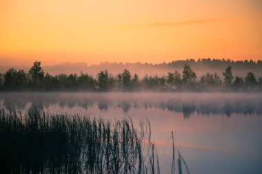 A beautiful, colorful landscape of a misty swamp during the sunrise. Atmospheric, tranquil wetland scenery with sun in Latvia, Northern Europe. clipart