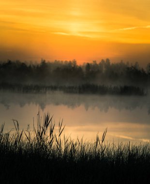 Gündoğumu sırasında puslu bir Bataklığı'nın güzel, renkli bir manzara. Atmosferik, sakin sulak sahne ile Letonya, Kuzey Avrupa Güneş.
