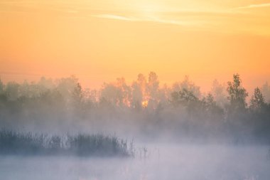 Gündoğumu sırasında puslu bir Bataklığı'nın güzel, renkli bir manzara. Atmosferik, sakin sulak sahne ile Letonya, Kuzey Avrupa Güneş.