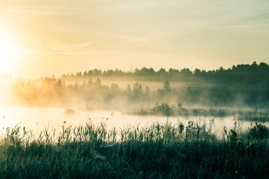 A beautiful, colorful landscape of a misty swamp during the sunrise. Atmospheric, tranquil wetland scenery with sun in Latvia, Northern Europe. clipart