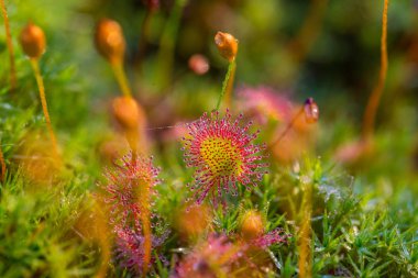 Güzel küçük sundew doğal bataklık ortamında büyüyen. Bahar Letonya, Kuzey Avrupa sulak florasına aittir nasıldır.