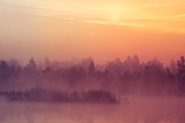 Bir güzel, pembe gündoğumu ower bataklık. Sulak alanlar, mor puslu ortamda güneş yükseliyor. Letonya, Northertn Avrupa