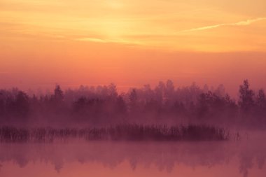 Bir güzel, pembe gündoğumu ower bataklık. Sulak alanlar, mor puslu ortamda güneş yükseliyor. Letonya, Northertn Avrupa