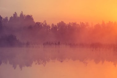 Bir güzel, pembe gündoğumu ower bataklık. Sulak alanlar, mor puslu ortamda güneş yükseliyor. Letonya, Northertn Avrupa