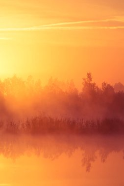 A beautiful, pink sunrise ower the swamp. Sun rising in wetlands, purple misty atmosphere. Latvia, Northertn Europe clipart