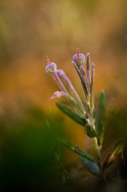 Bataklık yere büyüyen doğal bitki örtüsü. Letonya, Kuzey Avrupa sulak alanların doğal ortamlarında Flora.