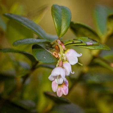 Bataklık yere büyüyen doğal bitki örtüsü. Letonya, Kuzey Avrupa sulak alanların doğal ortamlarında Flora.
