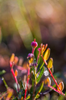 Bataklık yere büyüyen doğal bitki örtüsü. Letonya, Kuzey Avrupa sulak alanların doğal ortamlarında Flora.
