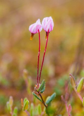 Bataklık yere büyüyen doğal bitki örtüsü. Letonya, Kuzey Avrupa sulak alanların doğal ortamlarında Flora.