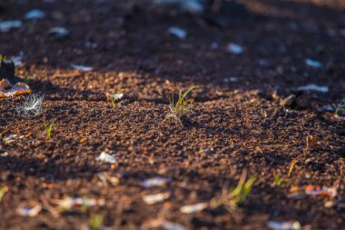 Kuru turba katındaki bir bataklık. Letonya, Kuzey Avrupa doğal bir ortamda kahverengi turba.