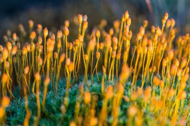 Bataklıkta doğal yaşam alanı içinde büyüyen bir yosun güzel closeup. Letonya, Kuzey Avrupa sulak flora toplayan.