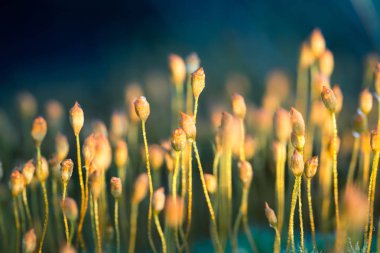 Bataklıkta doğal yaşam alanı içinde büyüyen bir yosun güzel closeup. Letonya, Kuzey Avrupa sulak flora toplayan.