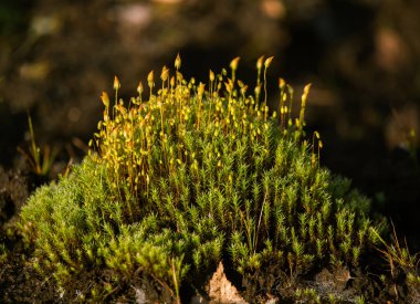 Bataklıkta doğal yaşam alanı içinde büyüyen bir yosun güzel closeup. Letonya, Kuzey Avrupa sulak flora toplayan.