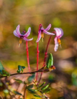 Bir güzel pembe kızılcık çiçekler Bataklığı'nın doğal ortamlarında. Bahar toplayan sulak Letonya, Kuzey Avrupa.