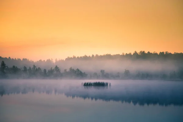 Красивый Красочный Пейзаж Туманного Болота Время Восхода Солнца Атмосферные Спокойные — стоковое фото
