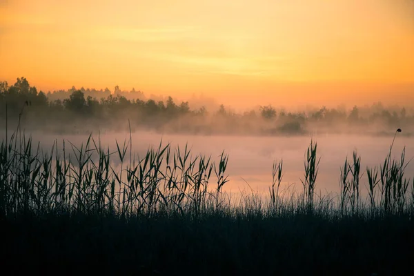 Piękny Kolorowy Krajobraz Zamglone Bagna Podczas Sunrise Podmokłych Atmosferyczne Spokojnej — Zdjęcie stockowe