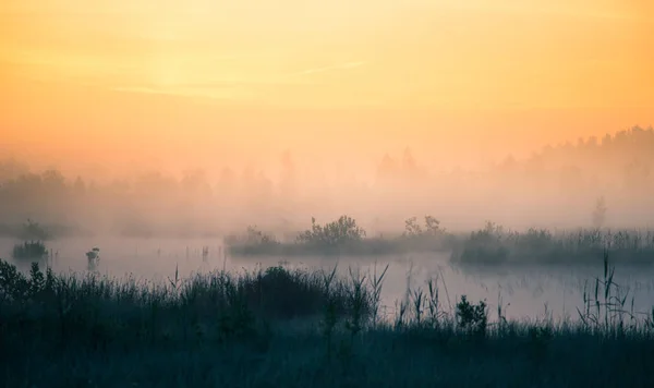 A beautiful, colorful landscape of a misty swamp during the sunrise. Atmospheric, tranquil wetland scenery with sun in Latvia, Northern Europe.