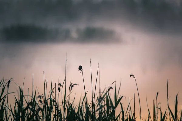 A beautiful, colorful landscape of a misty swamp during the sunrise. Atmospheric, tranquil wetland scenery with sun in Latvia, Northern Europe.