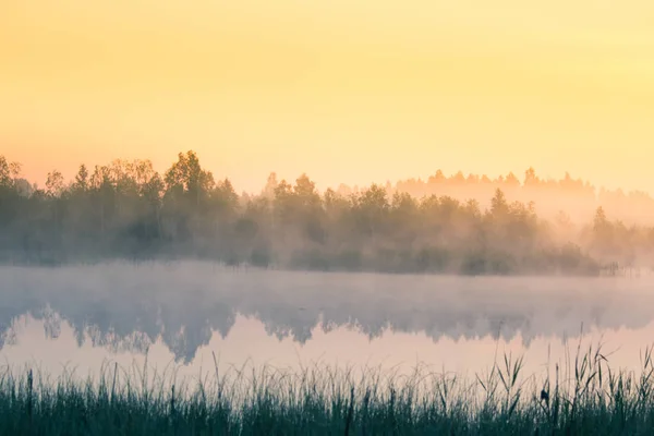 Krásné Barevné Krajina Mlhavá Bažina Během Východu Slunce Atmosférické Klidné — Stock fotografie