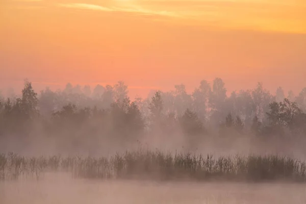 Eine Wunderschöne Farbenfrohe Landschaft Eines Nebeligen Sumpfes Während Des Sonnenaufgangs — Stockfoto