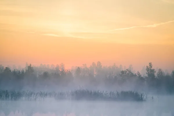 Beautiful Colorful Landscape Misty Swamp Sunrise Atmospheric Tranquil Wetland Scenery — Stock Photo, Image