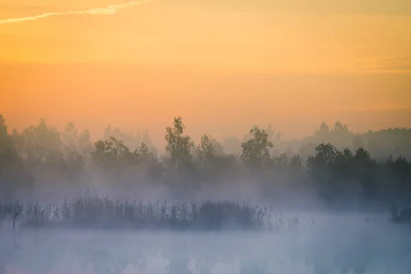 Krásné Barevné Krajina Mlhavá Bažina Během Východu Slunce Atmosférické Klidné — Stock fotografie