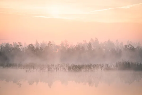 Красивый Красочный Пейзаж Туманного Болота Время Восхода Солнца Атмосферные Спокойные — стоковое фото