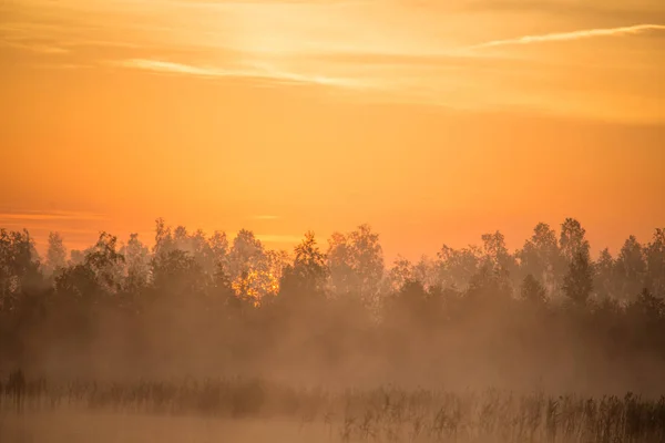 Hermoso Colorido Paisaje Pantano Brumoso Durante Amanecer Paisajes Humedales Atmosféricos —  Fotos de Stock