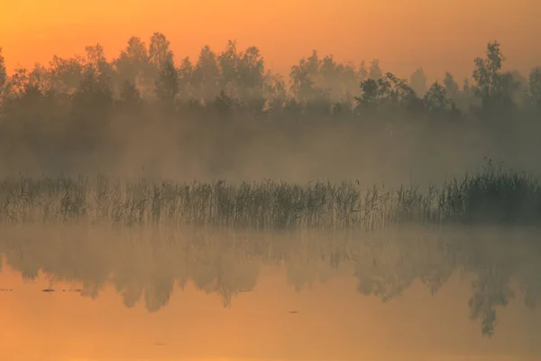 Hermoso Colorido Paisaje Pantano Brumoso Durante Amanecer Paisajes Humedales Atmosféricos — Foto de Stock