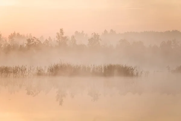 Beautiful Colorful Landscape Misty Swamp Sunrise Atmospheric Tranquil Wetland Scenery — Stock Photo, Image