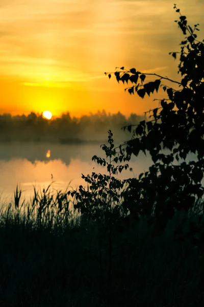 Beautiful Colorful Landscape Misty Swamp Sunrise Atmospheric Tranquil Wetland Scenery — Stock Photo, Image