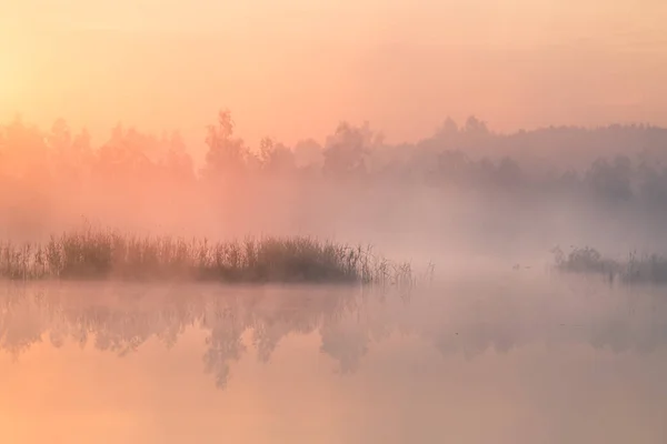 Beautiful Colorful Landscape Misty Swamp Sunrise Atmospheric Tranquil Wetland Scenery — Stock Photo, Image