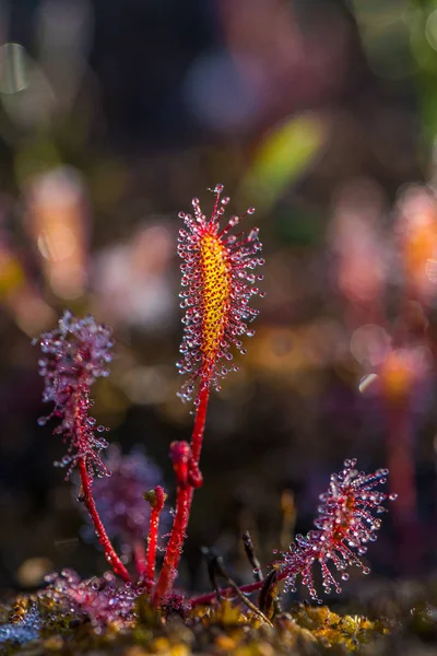 Hermosas Pequeñas Puestas Sol Que Crecen Hábitat Natural Pantano Escenario — Foto de Stock