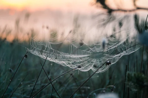 Beautiful Closeup Spider Liwing Swamp Spaider Nets Wetlands Early Morning — Stock Photo, Image