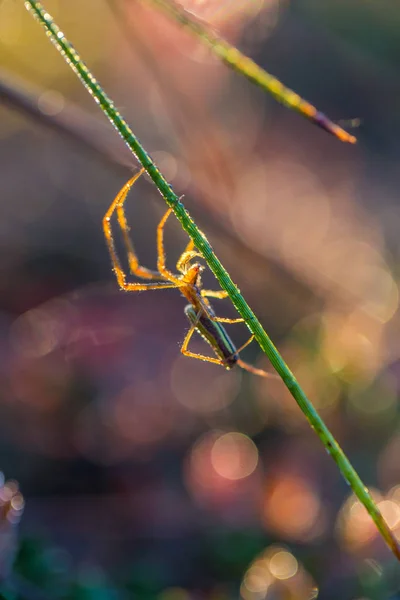 Hermoso Primer Plano Una Araña Pantano Redes Spaider Los Humedales — Foto de Stock